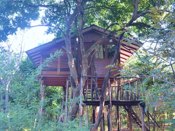 Life Among the Canopy