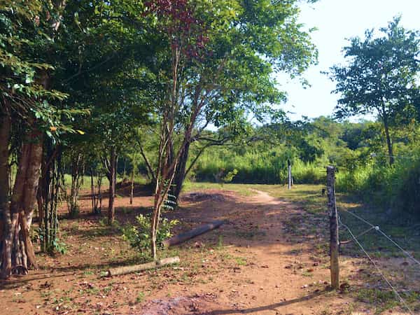 Pathway to the Forest