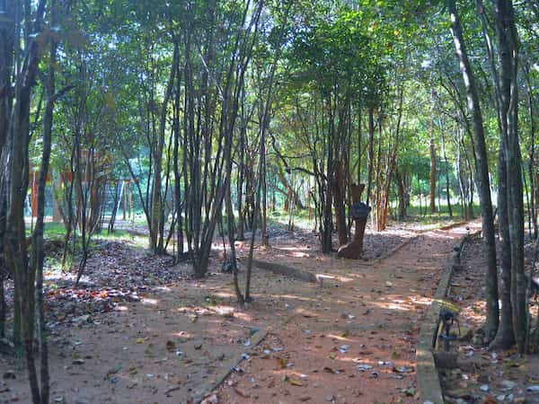 Tranquil Forest Trails