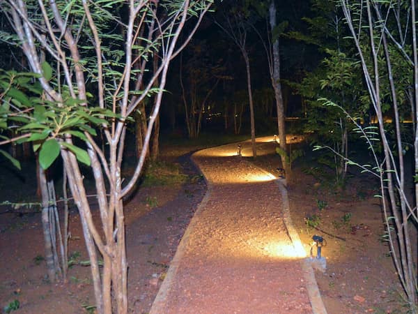 Enchanted Night Paths